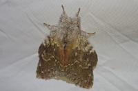 Stauropus fagi