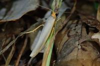 Eilema caniola