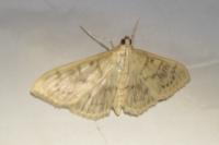 Patania ruralis