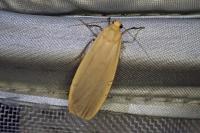 Katha depressa