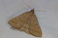 Herminia tarsipennalis