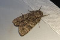 Acronicta rumicis