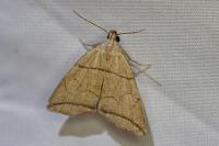 Herminia grisealis
