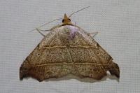Laspeyria flexula