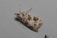 Eudonia delunella
