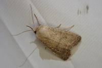Hoplodrina ambigua