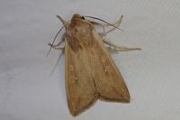 Mythimna unipuncta