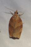 Pandemis heparana