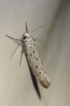 Yponomeuta