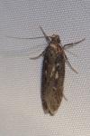 Gelechia sororculella