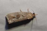 Endothenia quadrimaculana