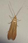 Coleophora lutipennella