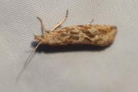 Bactra furfurana
