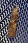 Phycita roborella