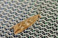 Bactra furfurana