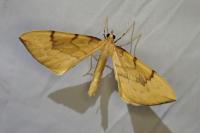 Gandaritis pyraliata