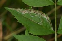 Caloptilia cuculipennella