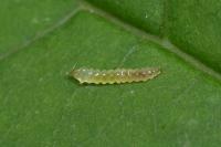 Caloptilia cuculipennella