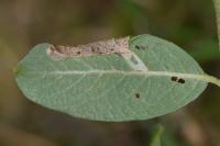 Caloptilia stigmatella