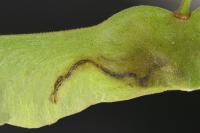 Etainia louisella