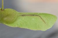 Etainia louisella