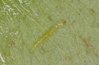 Etainia louisella