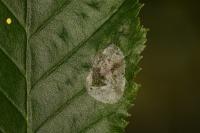 Phyllonorycter esperella