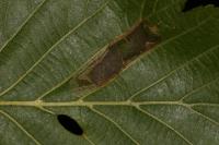 Phyllonorycter klemannella