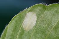 Phyllonorycter messaniella