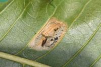 Phyllonorycter messaniella