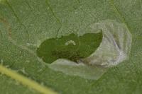 Phyllonorycter platani