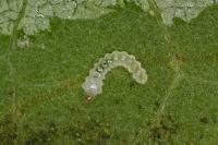 Phyllonorycter platani