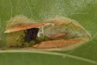 Phyllonorycter platani