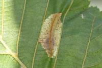 Phyllonorycter rajella
