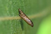 Phyllonorycter rajella