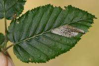 Phyllonorycter tenerella