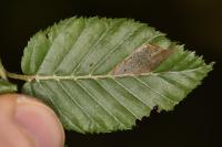 Phyllonorycter tenerella