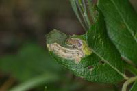 Stigmella salicis