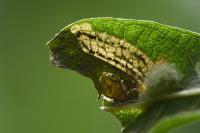 Stigmella salicis