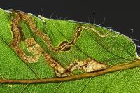 Stigmella samiatella