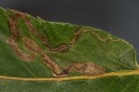 Stigmella samiatella