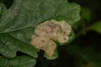Tischeria ekebladella