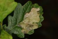 Tischeria ekebladella
