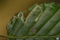 Stigmella microtheriella