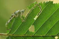 Stigmella microtheriella