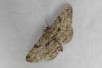 Peribatodes rhomboidaria