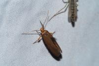 Crassa unitella