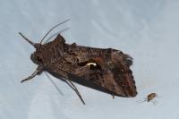 Autographa gamma
