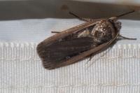 Ochropleura leucogaster