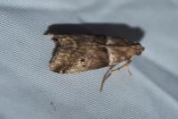Acrobasis consociella